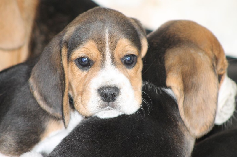 Des Chasseurs Du Temps - Beagle - Portée née le 08/07/2015