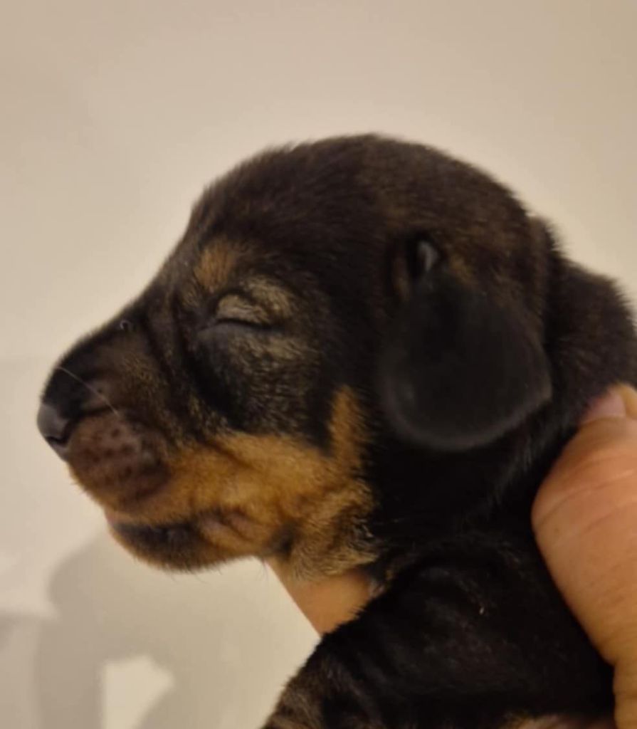 Des Chasseurs Du Temps - Chiots disponibles - Teckel poil dur