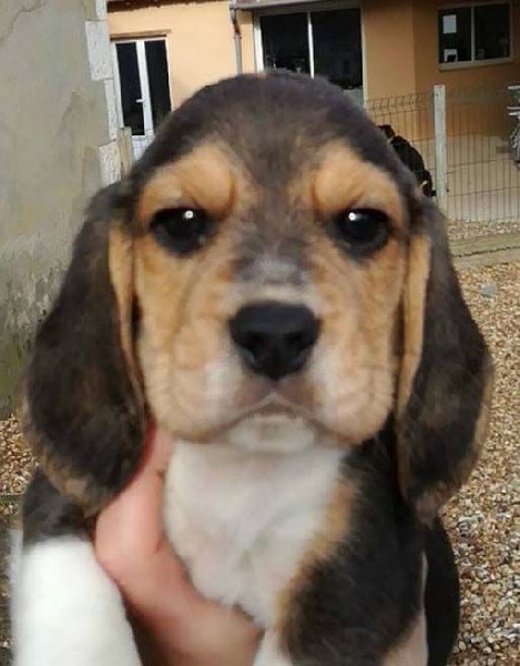 Des Chasseurs Du Temps - Beagle - Portée née le 15/12/2016