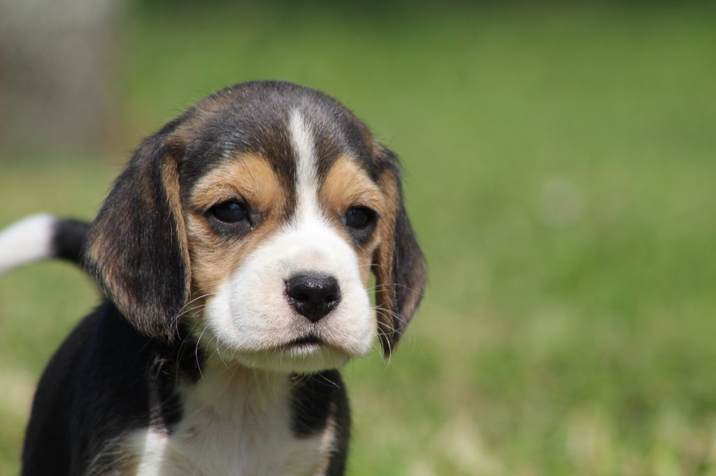 Des Chasseurs Du Temps - Beagle - Portée née le 12/04/2019