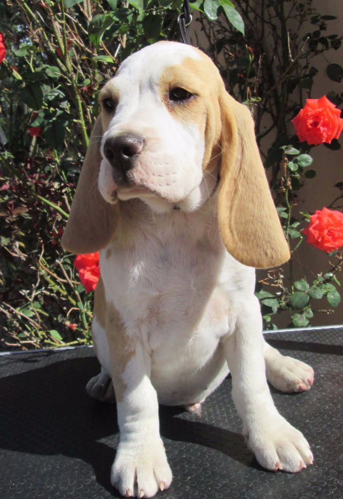 Des Chasseurs Du Temps - Beagle - Portée née le 05/05/2017